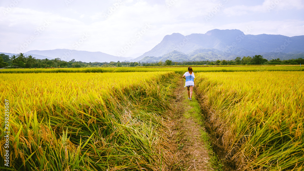 Asian women travel Rice fields Golden yellow On the mountains in the holiday. happy and enjoying a beautiful nature. travelling in countrysde, Green rice fields, Travel Thailand.