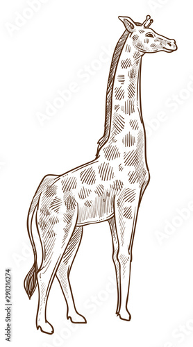 African animal, giraffe isolated sketch, tallest wild mammal