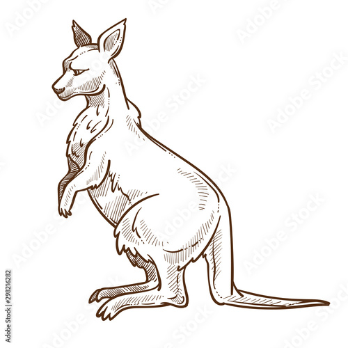 Kangaroo or wallaby isolated sketch, Australian animal with pouch