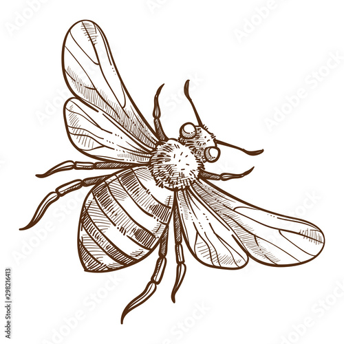 Stinging insect, bee isolated sketch, striped bug
