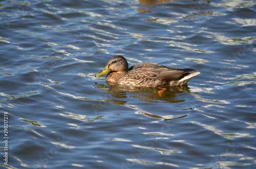duck in the water