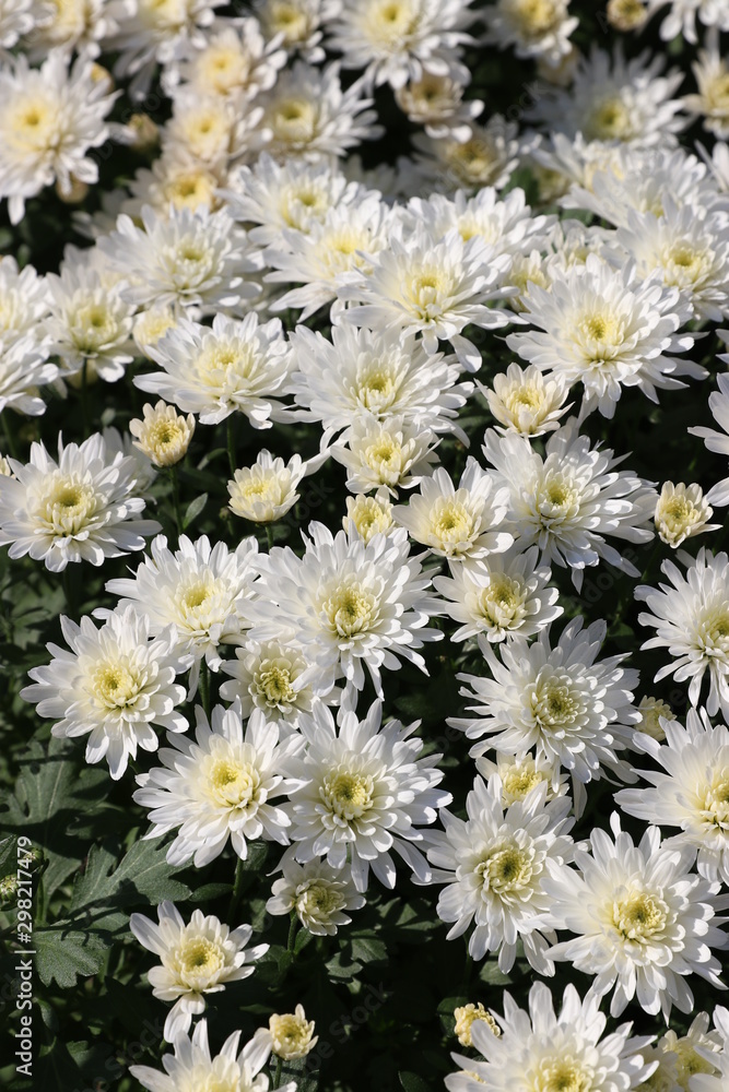 Flower miracles bathed in sunlight Flower miracles bathed in sunlight