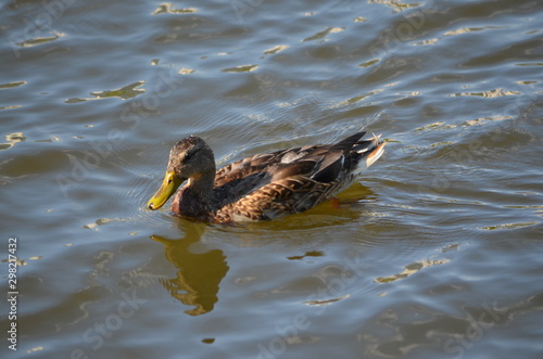 duck in the water