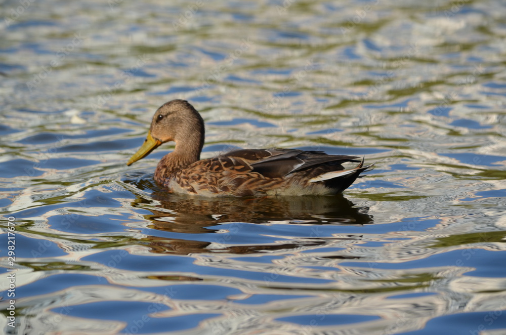 duck in the water duck in the water