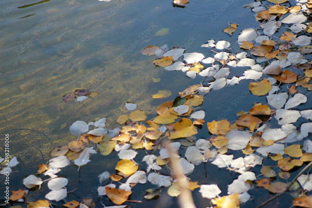 autumn leaves on water autumn leaves on water