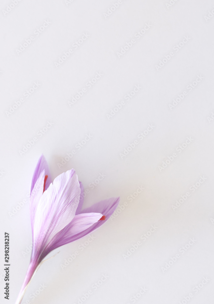 Crocus sativus, commonly known as saffron crocus on a white background. It is among the world's most costly spices by weight.