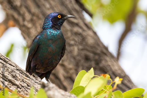 Close up of a Red-shouldered glossy-starling (Lamprotornis nitens) sitting on a tree, Namibia, Africa photo