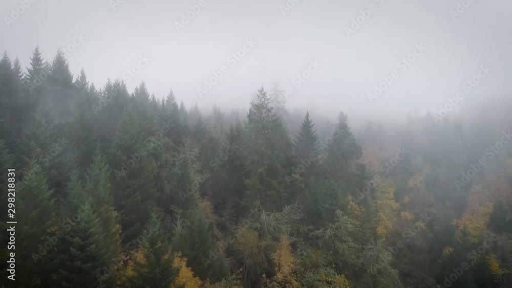 Ariel View of Fog Covered Trees Ariel View of Fog Covered Trees