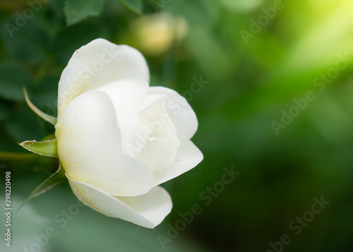 Blooming white rosehip spring photo