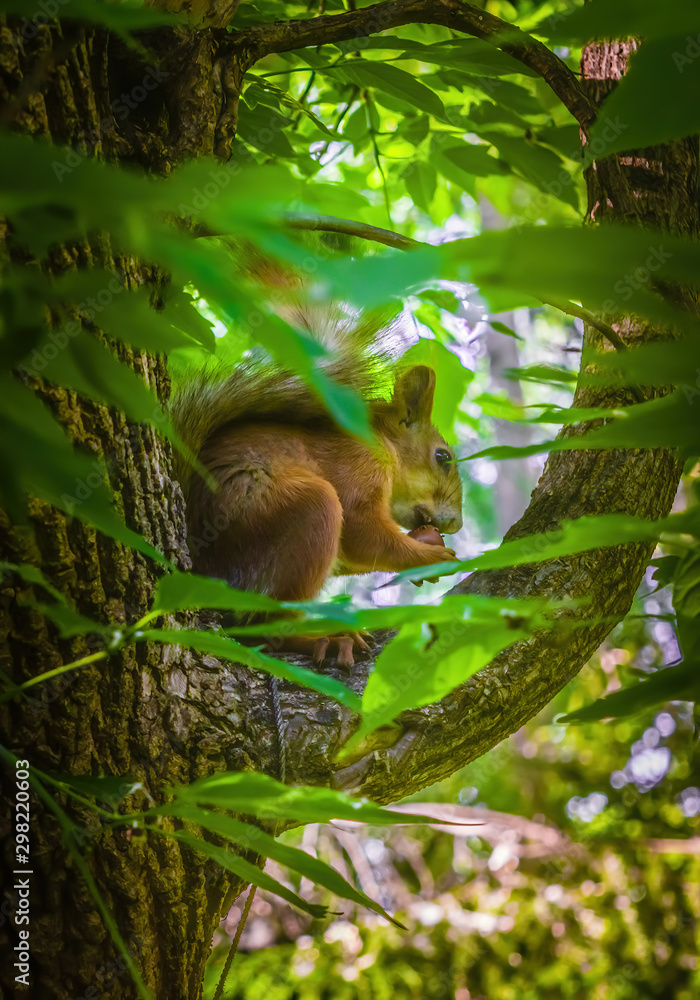 Squirrel sits on a tree and gnaws a nut. Squirrel sits on a tree and gnaws a nut.