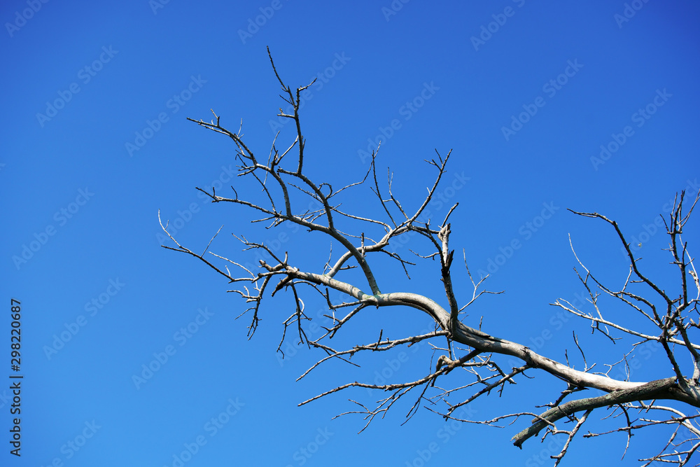 dry tree against blue sky