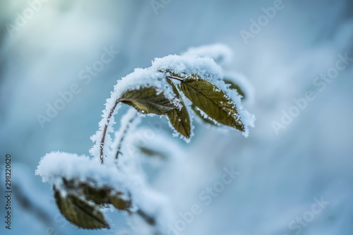 Dry plant covered with snow