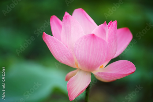 close up of beautiful lotus flower