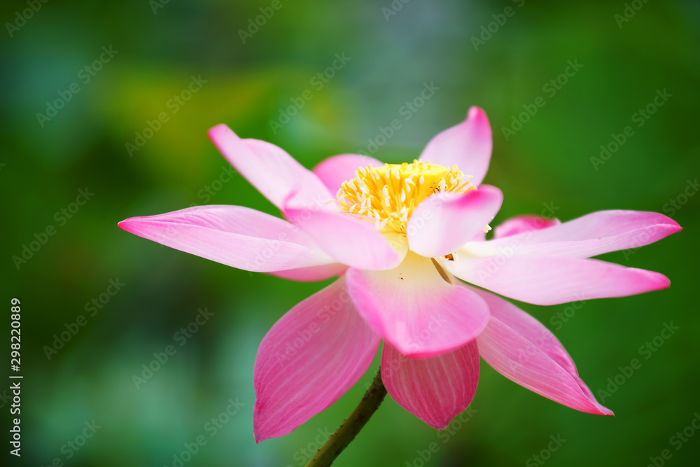 close up of beautiful lotus flower close up of beautiful lotus flower