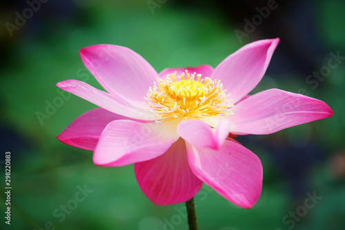 close up of beautiful pink lotus flower background