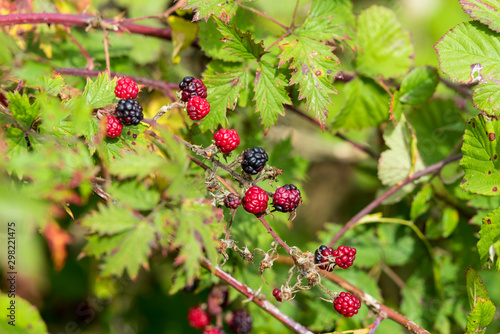 Branch of a blackberry bush with fruits on the Baltic Sea island of Fehmarn in the north of Germany photo