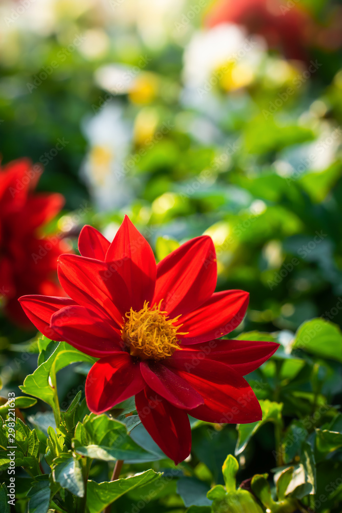 flowering red dahlias in the garden flowering red dahlias in the garden