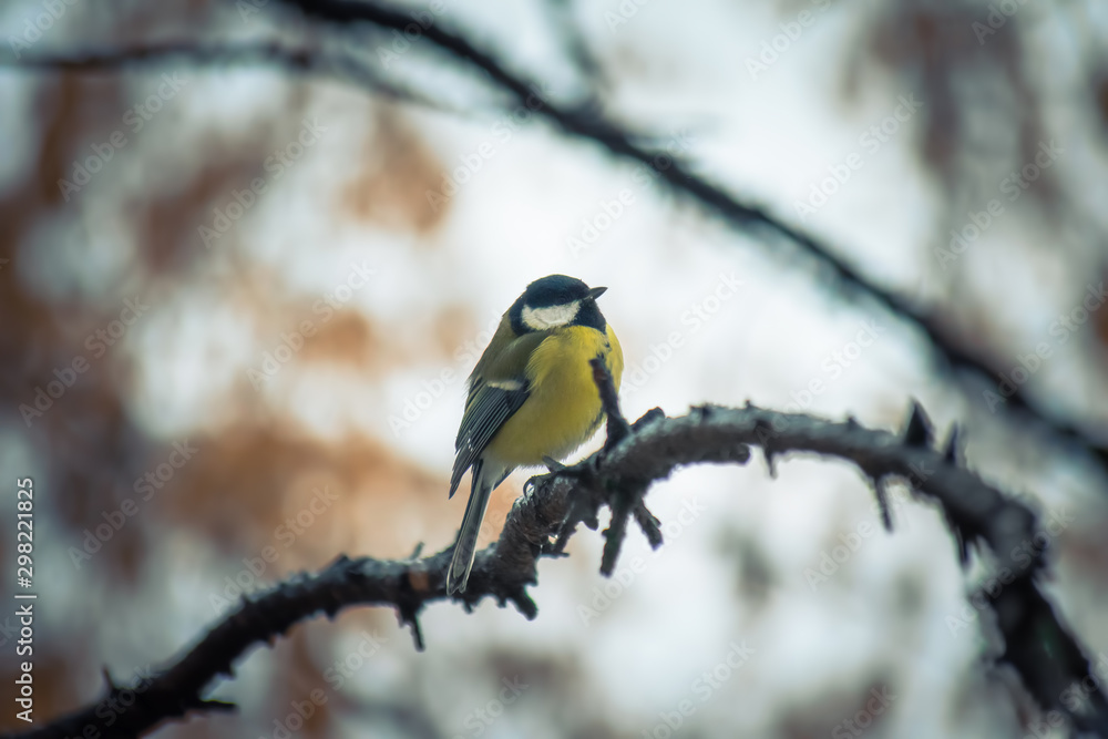 Tit sitting on a tree branch. Tit sitting on a tree branch.