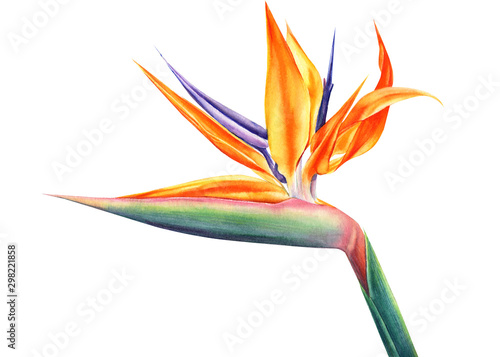 tropical strelitzia flowers on an isolated white background, watercolor illustration photo