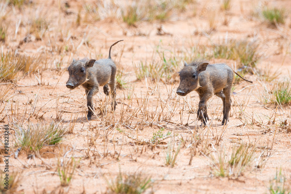 Fototapeta premium Two warthog piglets walking through a sandy landscape, Namibia, Africa
