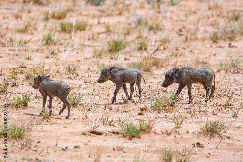 Fototapeta premium Three warthog piglets walking through the steppe, Namibia, Africa