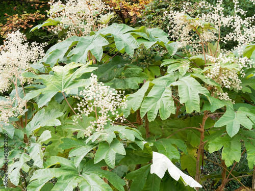 Tetrapanax papyrifer - Aralie à papier de Chine aux grandes feuilles palmées décorative vert gris, au tissu blanc de ses tiges et ses petites fleurs blanches en grappes photo