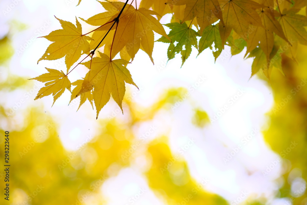 楓の紅葉 楓の紅葉