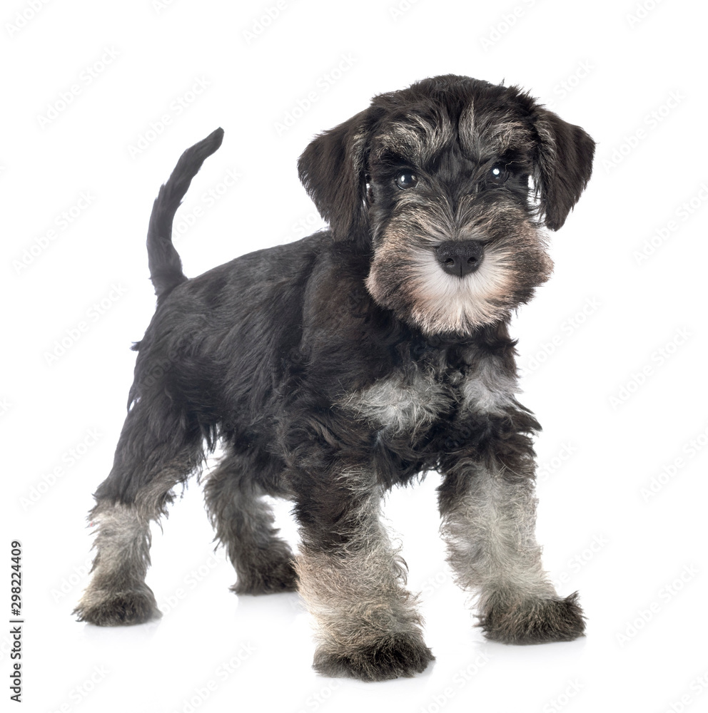 puppy miniature schnauzer