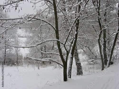 trees in winter