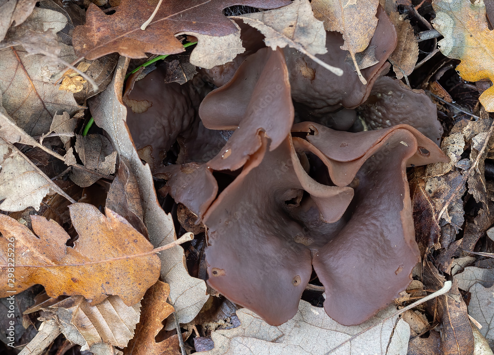 Fototapeta premium Peziza badia mushroom fungus. Aka Bay cup. Leathery brown, if you touch it gently a vast amount of spores fly out.