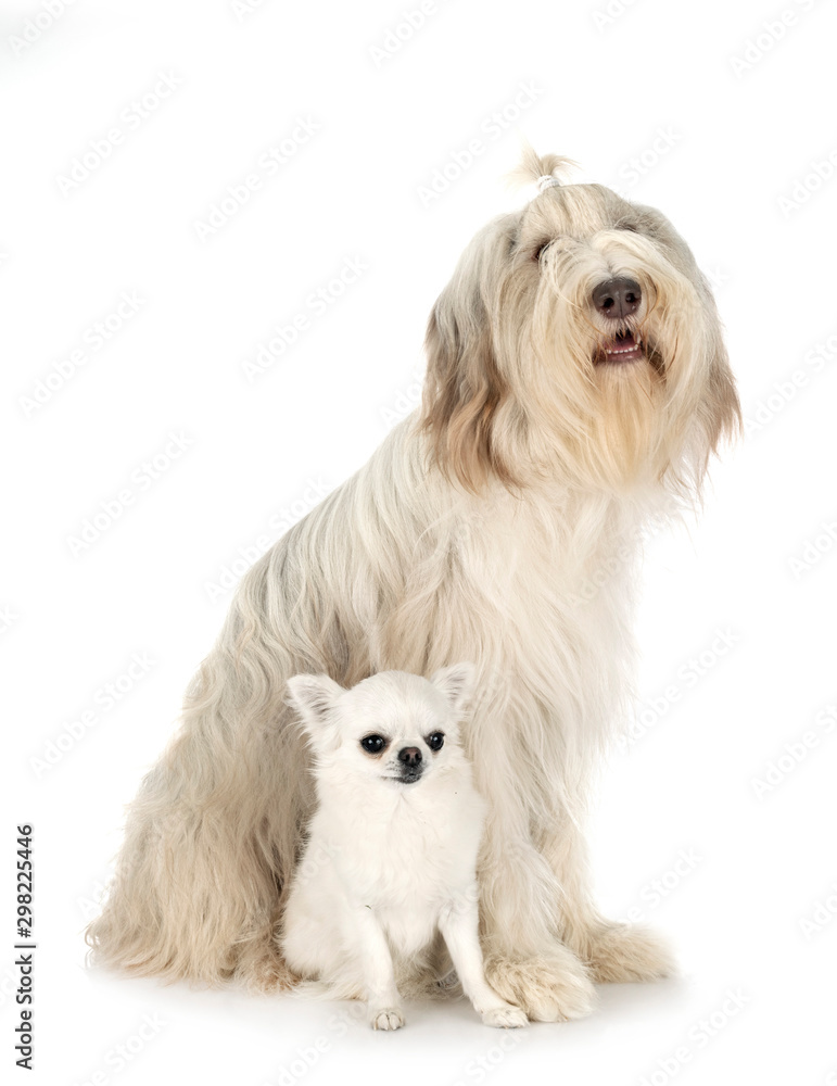 bearded collie and chihuahua