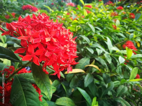 red lxora flowers in garden photo