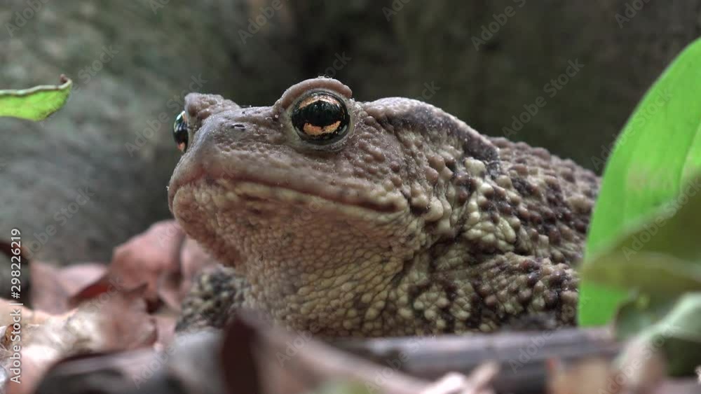 Frog in Forest Closeup, Toad Sunbathing in Leaves, Animals Macro View in Wood Frog in Forest Closeup, Toad Sunbathing in Leaves, Animals Macro View in Wood