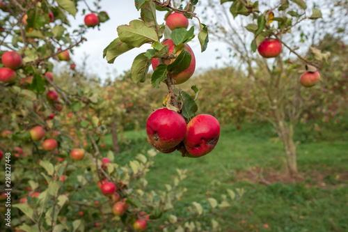 Shallow focus view of an isolated red cider Apple seen located on a cider orchard in Britain out of focus Apple can be seen in the foreground, the image taken in autumn.