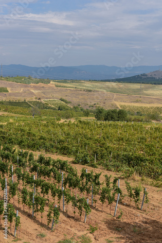 Beautiful traditional vineyards view