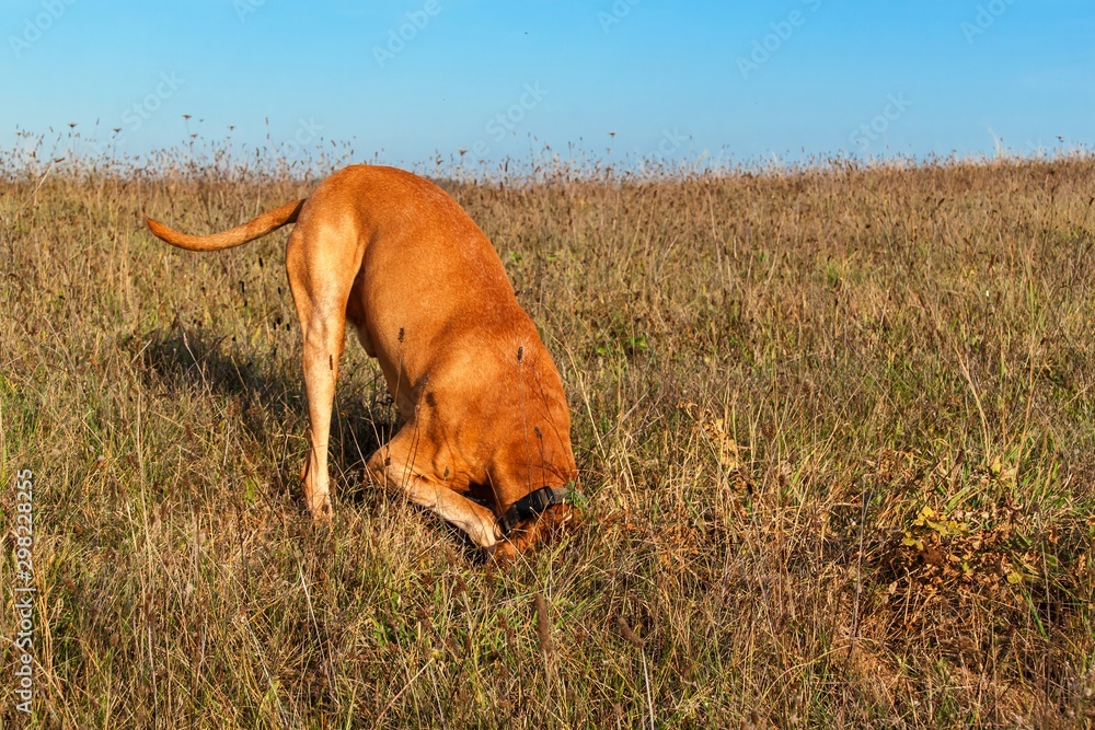 Dog hunts mouse. Hungarian hound (Vizsla) hunting. Dog burrows in clay. Sunny autumn evening.