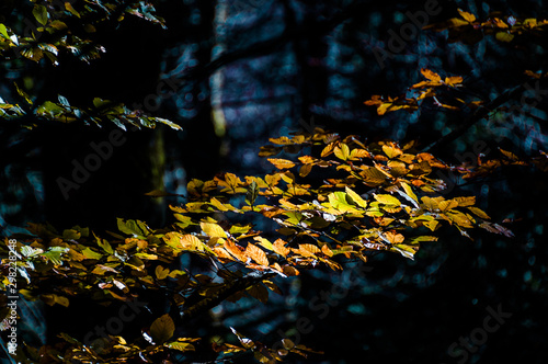 beech branch with autumn leaves in a ray of sunlight. © robert