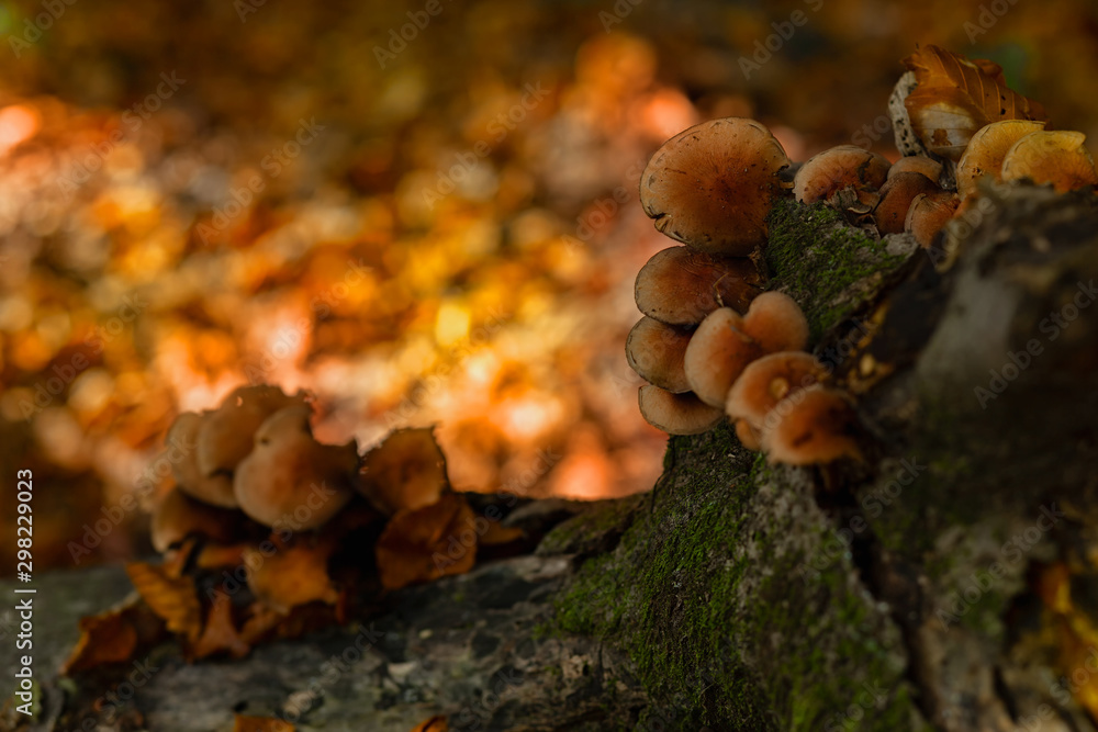 Small mushrooms growing on the tree in autumn forest with sunlight behind them Small mushrooms growing on the tree in autumn forest with sunlight behind them