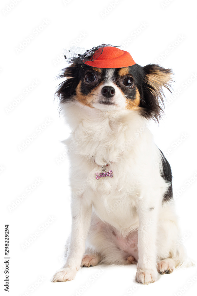 chihuahua with an orange evening hat chihuahua with an orange evening hat