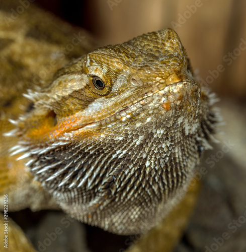 Portrait of an exotic tropical reptiles bearded dragon. Selective focus  shallow depth of field.