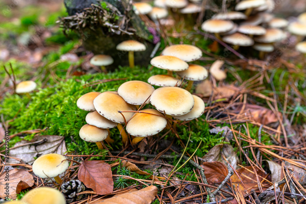 Yellow mushrooms growing on tree trunk and forest mulch in autumn in forest. Yellow mushrooms growing on tree trunk and forest mulch in autumn in forest.