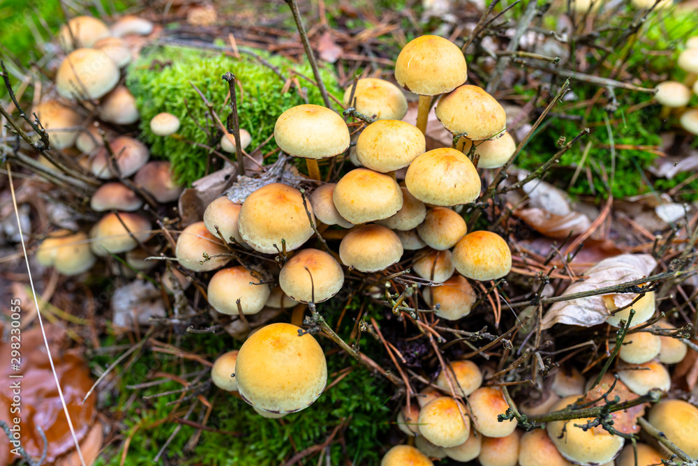 Yellow mushrooms growing on tree trunk and forest mulch in autumn in forest.