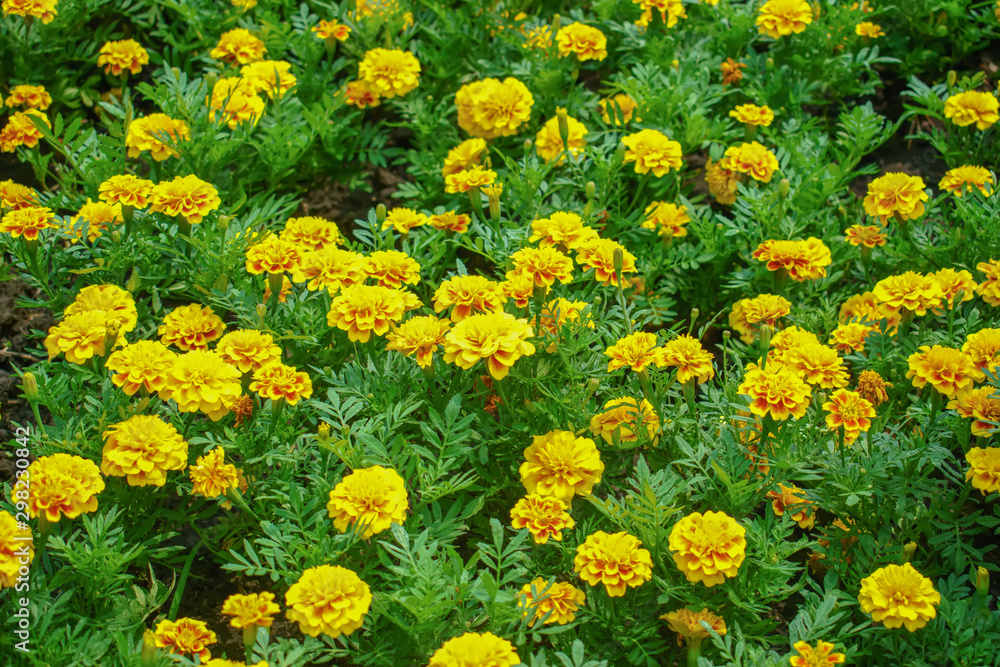 Marigold flowers blooming in the garden in summer.