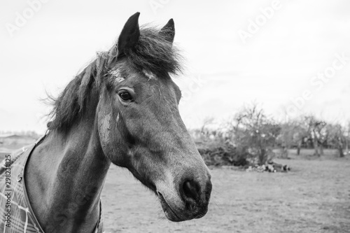 Detailed image of a gelding horse showing mud on his face  having recently had a roll in the paddock in the background. He can be seen wearing a winter coat.