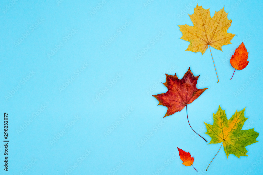 Autumn composition. Pattern of dry red and yellow maple leaves on a soft blue background. Flat lay, top view, copy space. Autumn composition. Pattern of dry red and yellow maple leaves on a soft blue background. Flat lay, top view, copy space.