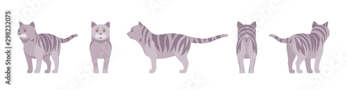 Grey striped Cat standing. Active healthy kitten with mackerel tabby colored fur, cute funny pet, playful companion. Vector flat style cartoon illustration isolated on white background, different view