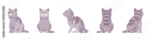 Grey striped Cat sitting. Active healthy kitten with mackerel tabby colored fur, cute funny pet, playful companion. Vector flat style cartoon illustration isolated on white background, different view
