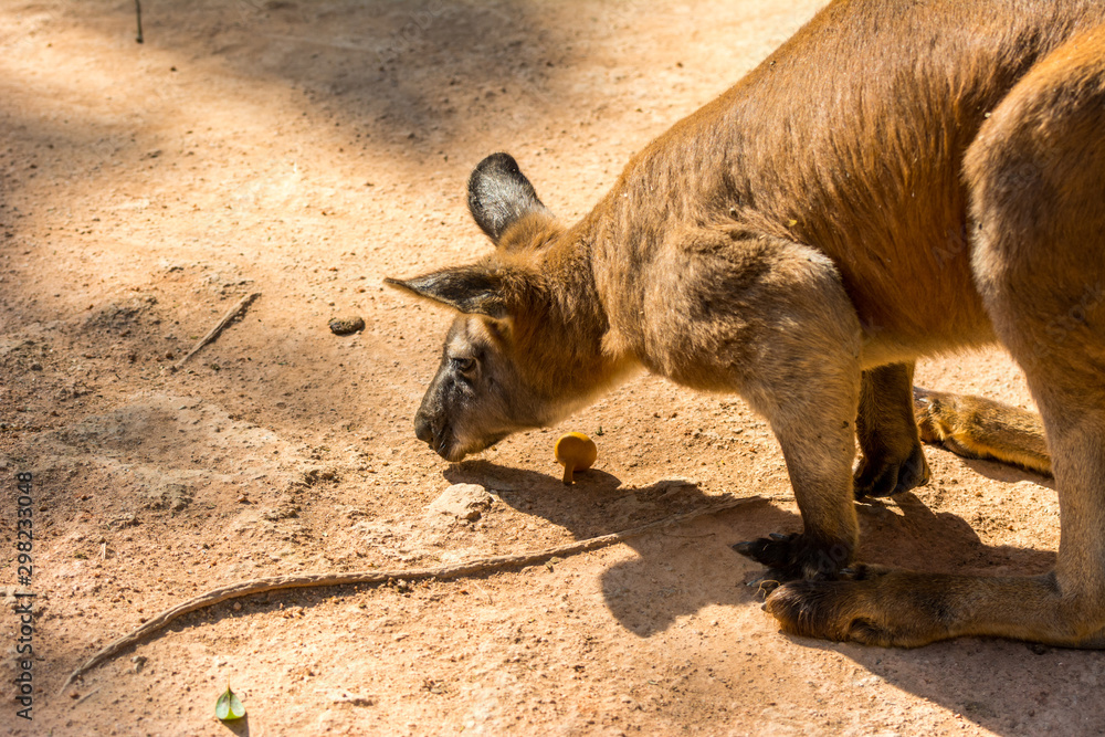 Kangaroo eating food in a zoo, a leaping mammal of Australia and nearby islands that feeds on plants Kangaroo eating food in a zoo, a leaping mammal of Australia and nearby islands that feeds on plants