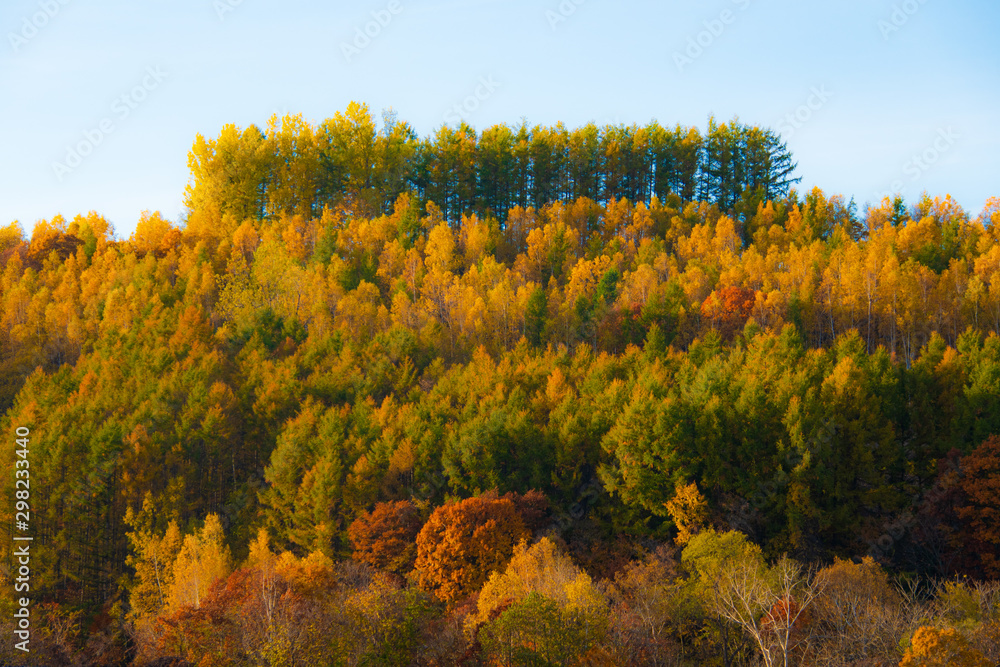 Fototapeta premium 秋いろいろ