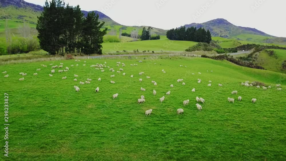 Aerial view: Flight over flock of sheep grazing in New Zealands rural hillside with mountain ridge in background Aerial view: Flight over flock of sheep grazing in New Zealands rural hillside with mountain ridge in background